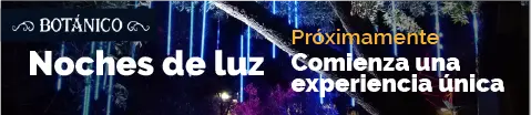 Festival de la luz