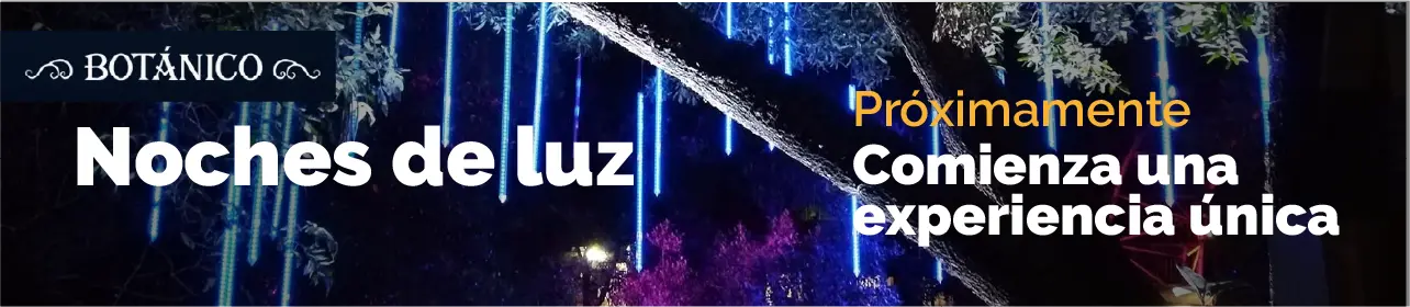 Festival de la luz
